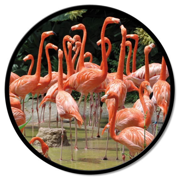 Panneau carré rond Flamingo Pintdecor